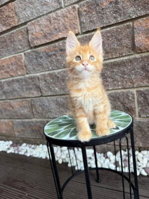 Winnie Male Neutered