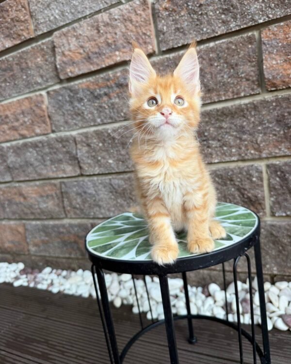 Winnie Male Neutered