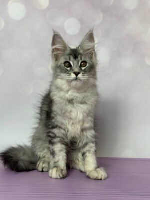 Chloe Female Spayed