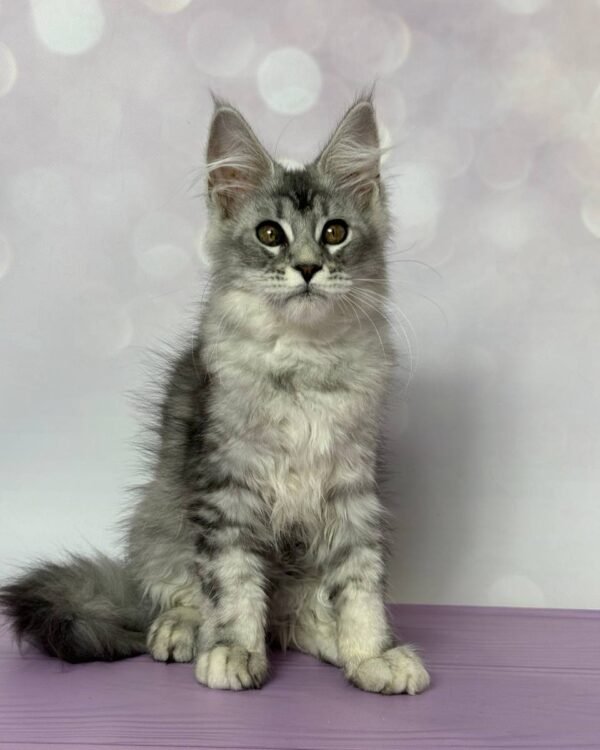 Chloe Female Spayed