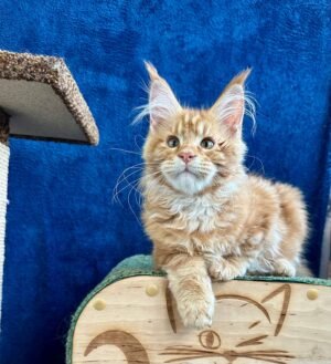 Rovan Male Neutered