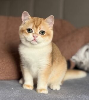 Qumquat Male Neutered