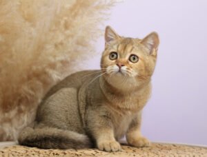 Paloma Female Spayed