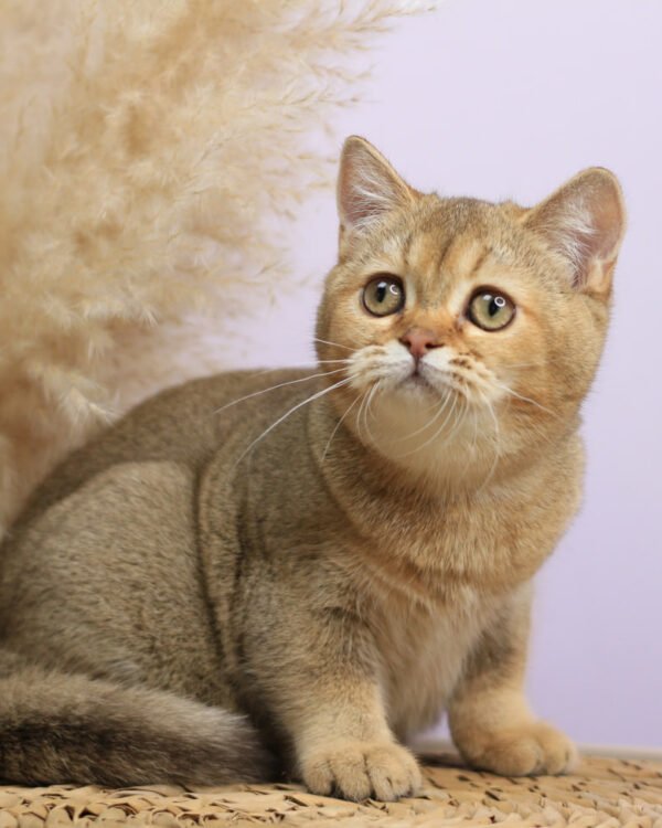 Paloma Female Spayed