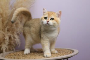 Ruby Female Spayed
