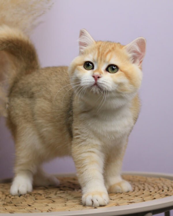 Ruby Female Spayed