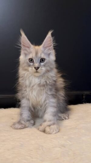 Liverpool Male POLY Neutered