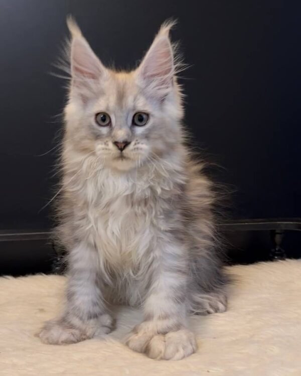 Liverpool Male POLY Neutered