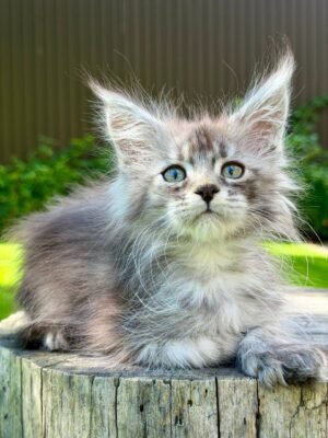 Onix Male POLY Neutered