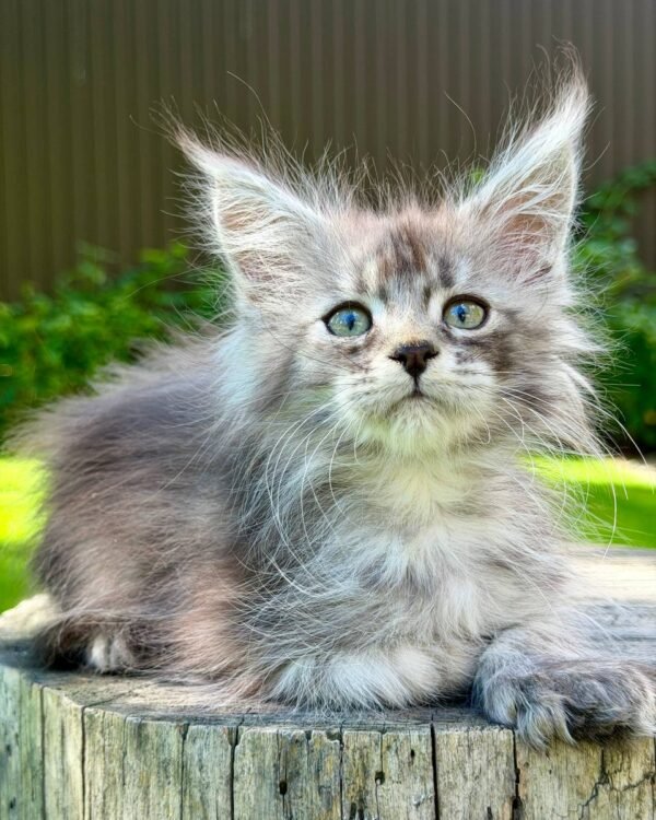 Onix Male POLY Neutered