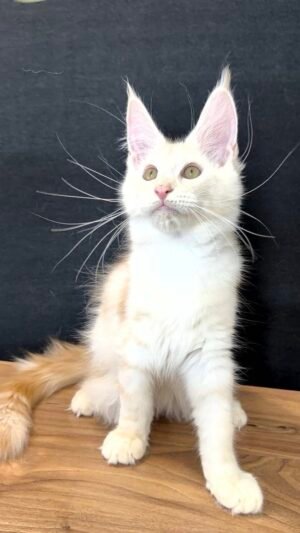 Thomas Male Neutered