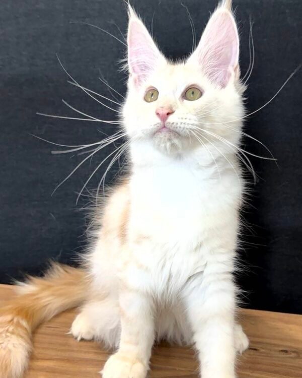 Thomas Male Neutered