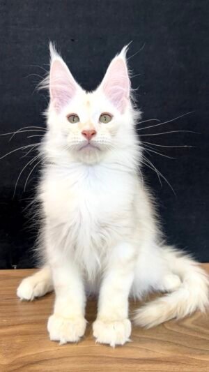 Theodore Male Neutered