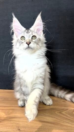 Timothy Male Neutered