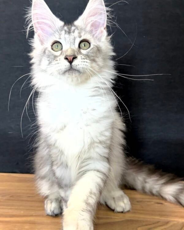 Timothy Male Neutered