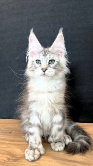 Uriel Male POLY Neutered