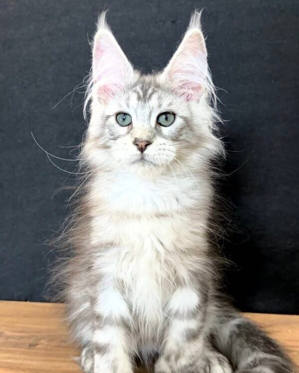 Uriel Male POLY Neutered