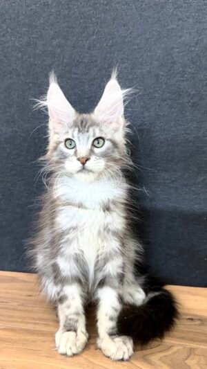 Urban Male Neutered
