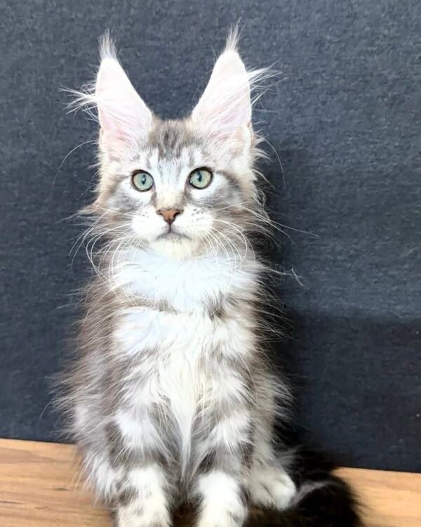 Urban Male Neutered
