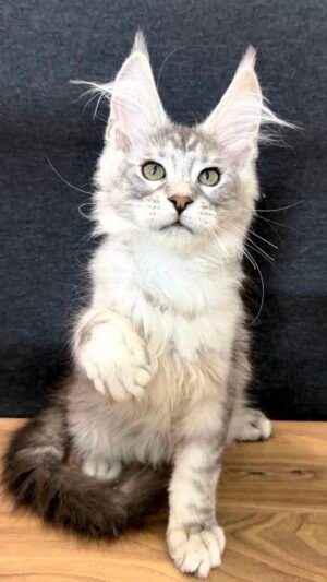Ulris Male Neutered