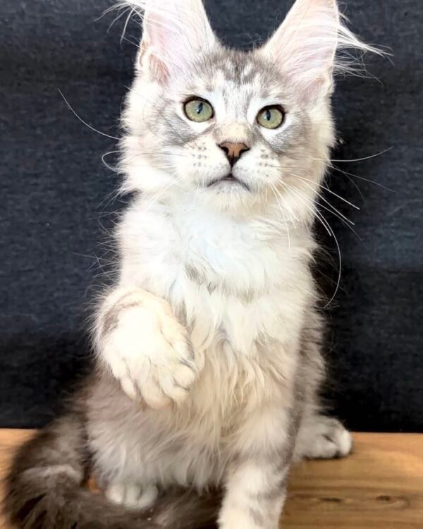 Ulris Male Neutered