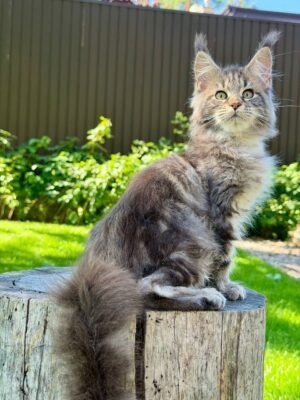 Nalla Female Spayed