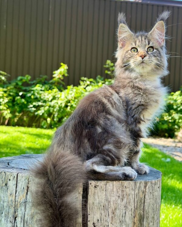 Nalla Female Spayed SOLD