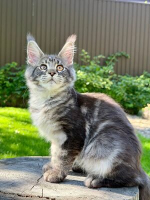 Naomi Female Spayed