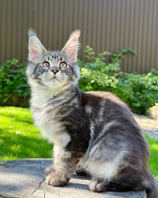 Naomi Female Spayed