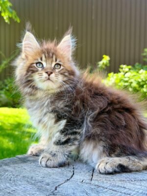 Nixx Male Neutered