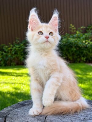 Nimfa Female Spayed