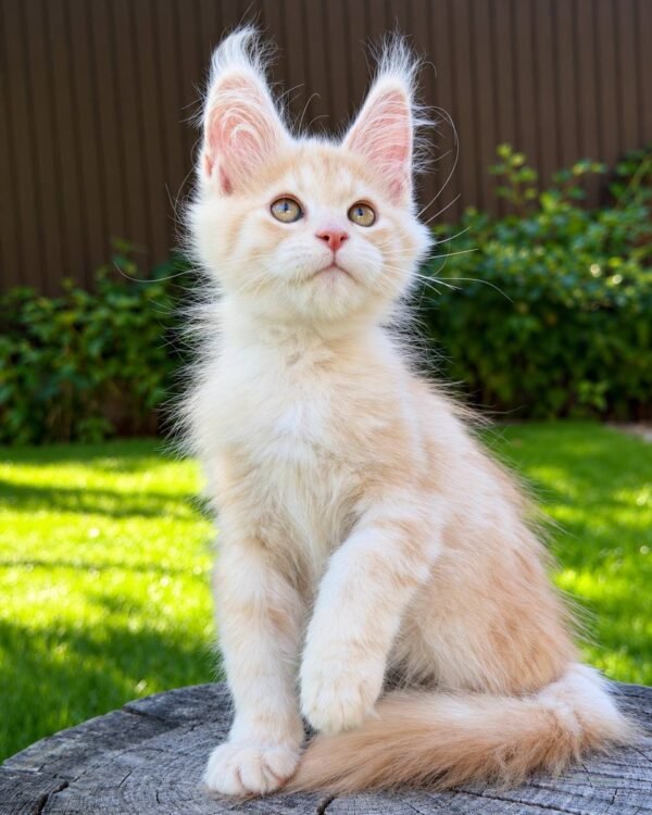 Nimfa Female Spayed