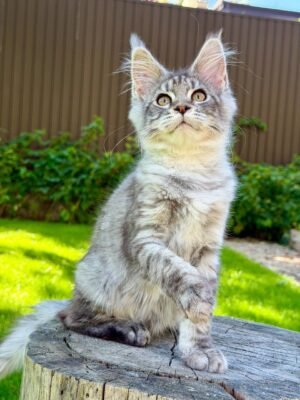 Nika Female Spayed