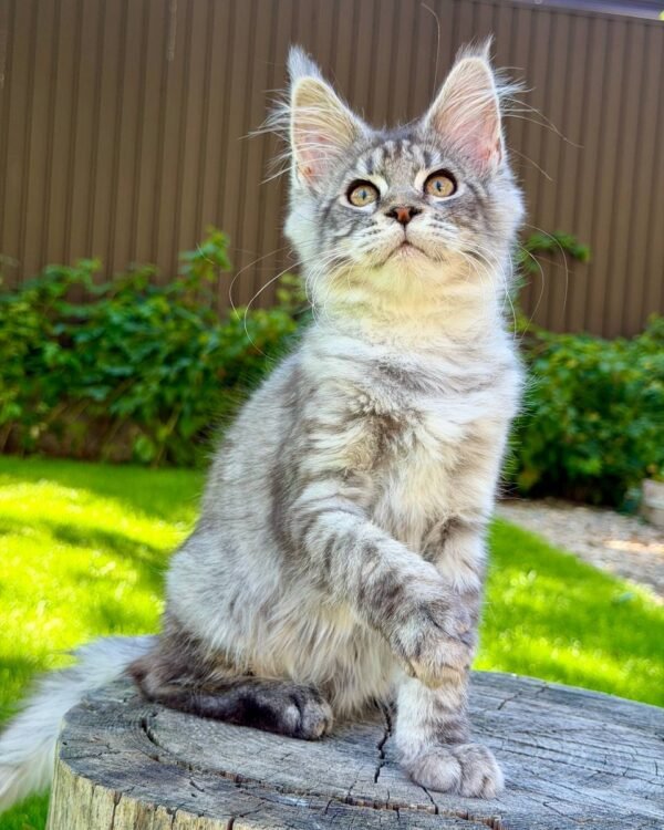 Nika Female Spayed