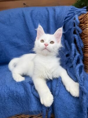 Zefir Male Neutered