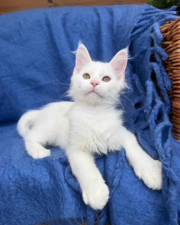 Zefir Male Neutered
