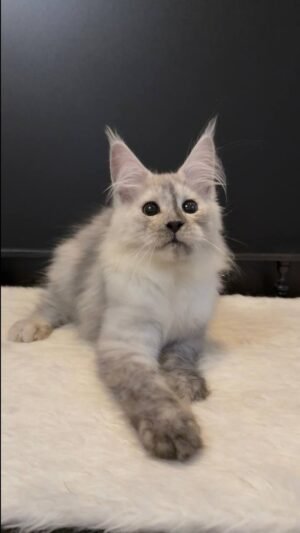 Mufasa Male Neutered