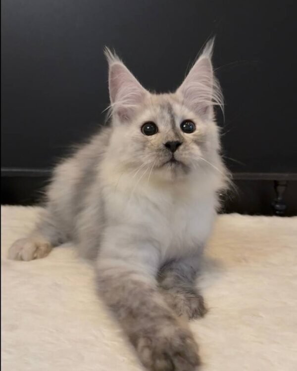 Mufasa Male Neutered