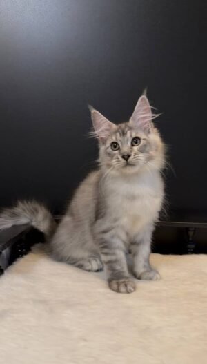 Matvey Male Neutered
