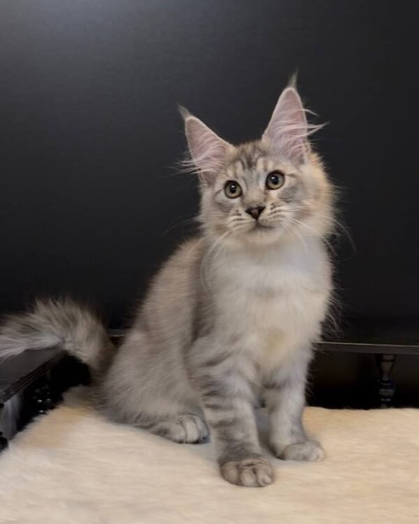 Matvey Male Neutered