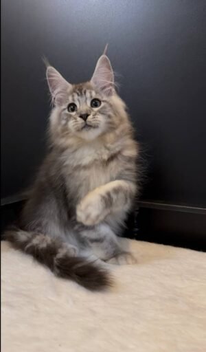 Mishanya Male Neutered