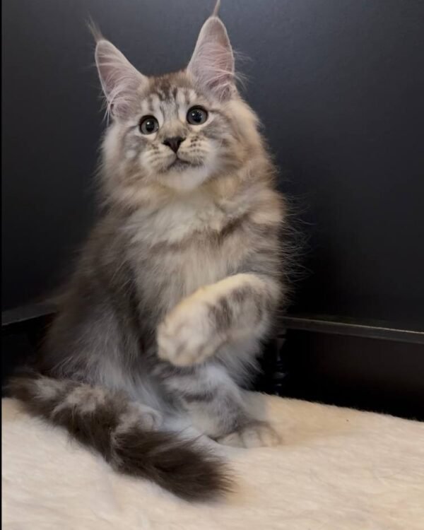 Mishanya Male Neutered