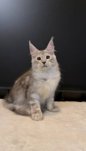 Magnus Male Neutered
