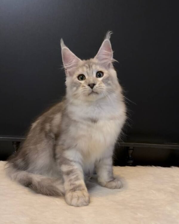 Magnus Male Neutered
