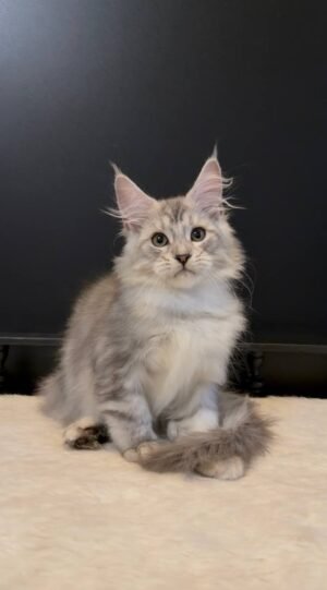 Monty Male Neutered