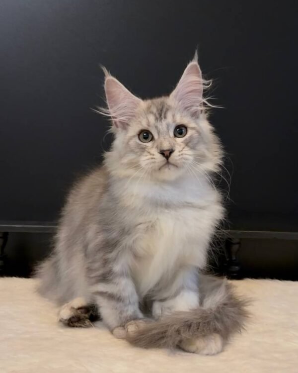 Monty Male Neutered