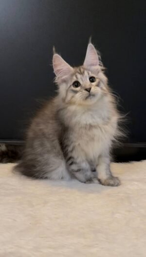 Morris Male Neutered
