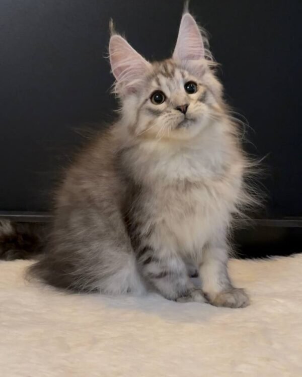 Morris Male Neutered