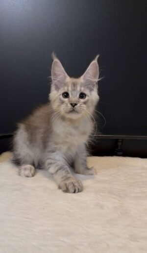 Marshal Male Neutered