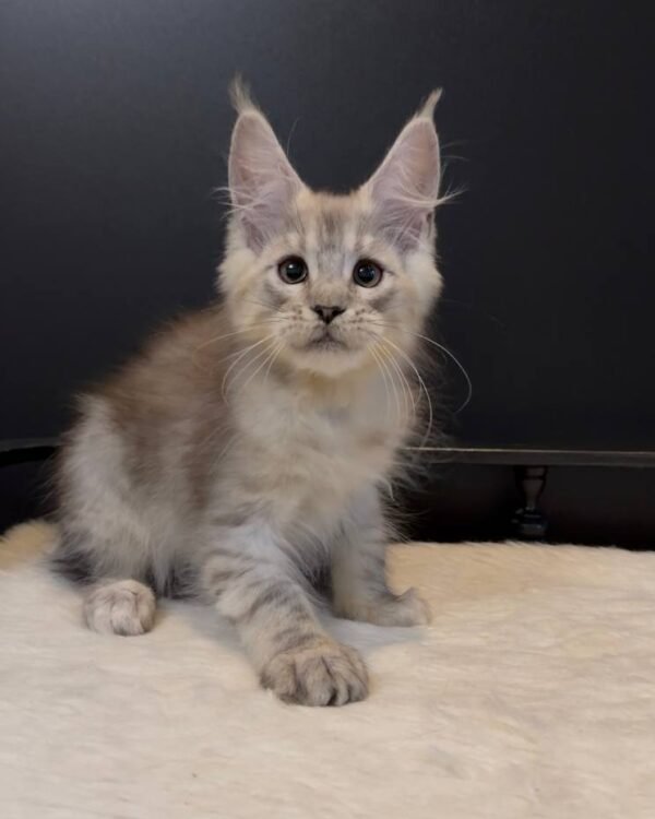 Marshal Male Neutered
